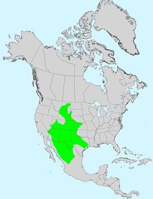 North America species range map for Tansyleaf Tansyaster, Machaeranthera tanacetifolia: Click image for full size map.